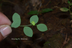 Sauropus quadrangularis